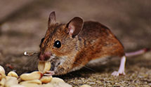 24 Hour & Emergency Exterminators in Manchester, WI